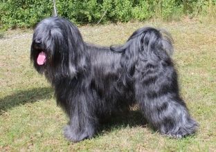 L´Shim-po