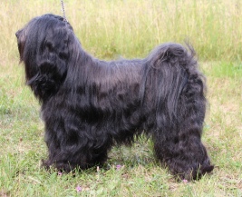 Bodhi